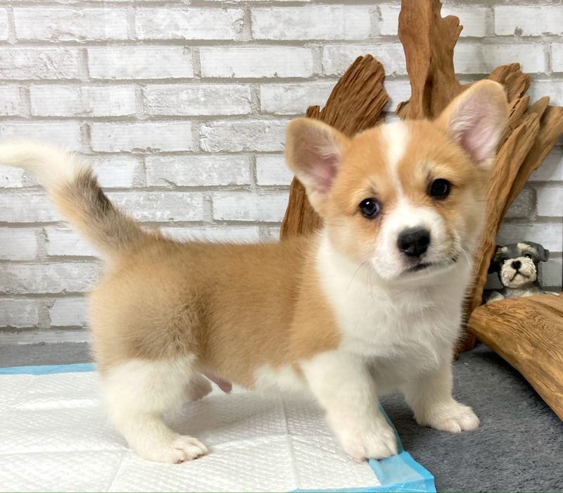 Atticus 1 Atticus 1