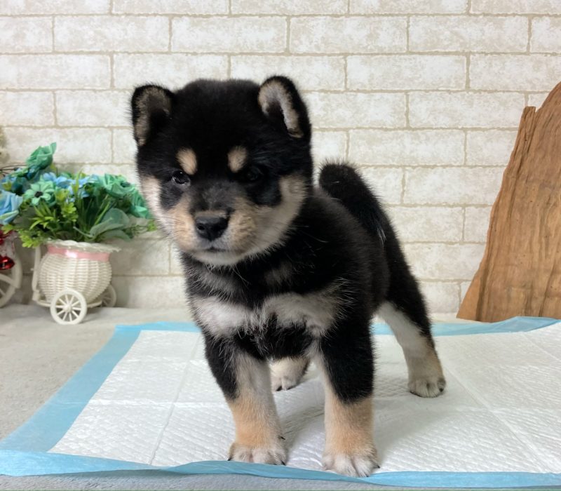 Bella 3 Bella 3