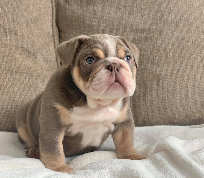 Bella 6 Bella 6