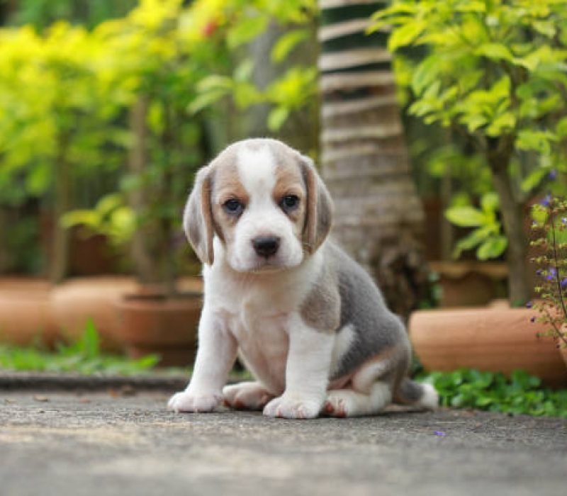 purebred beagle puppy is learning the world in first time purebred beagle puppy is learning the world in first time