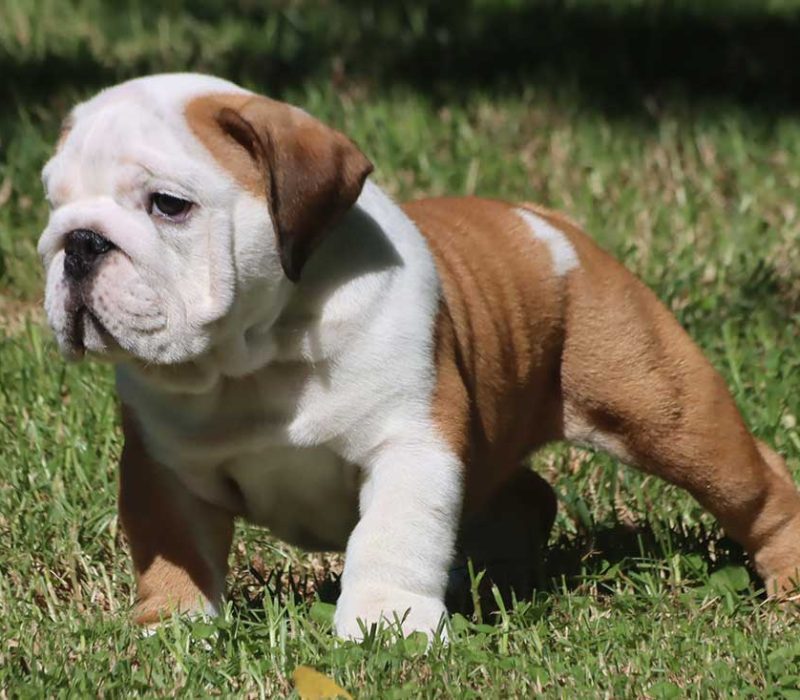 Bruno 4 Bruno 4