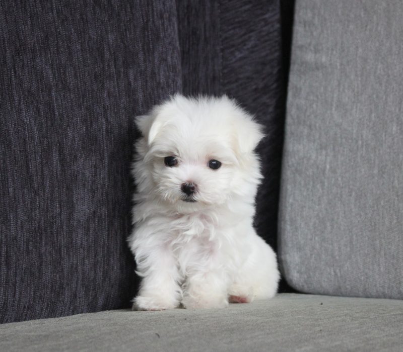 Cooper Male Cooper Male