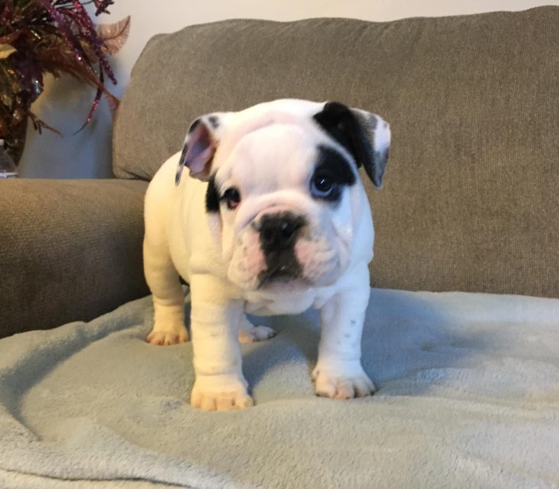 Daisy 2 Daisy 2