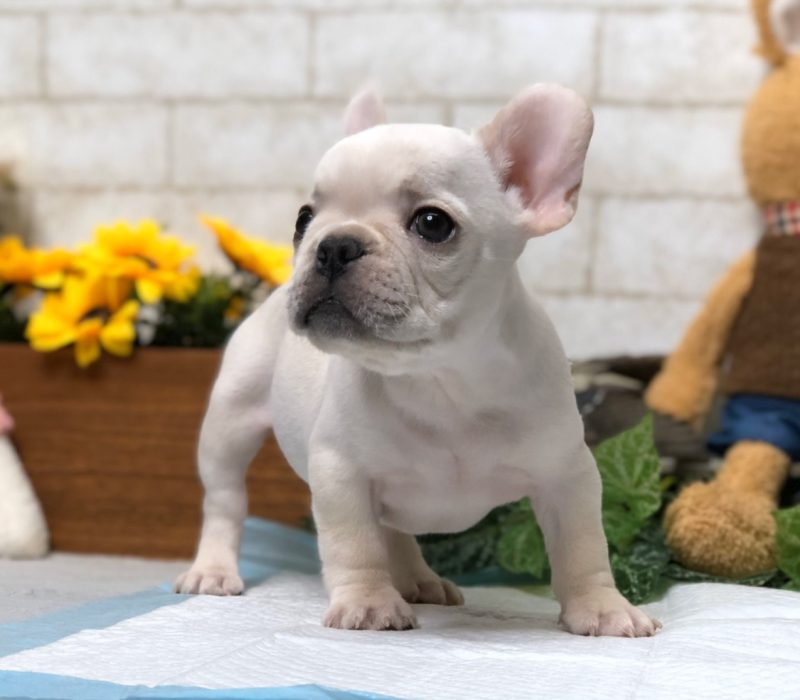 Fiona 7 Fiona 7