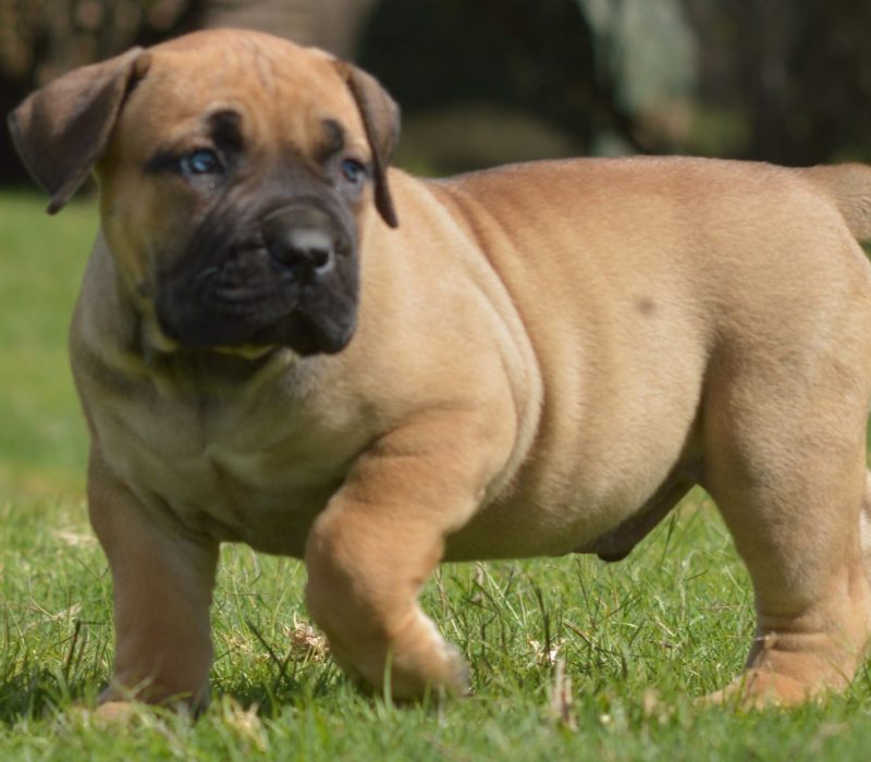 Hector (2) Hector (2)