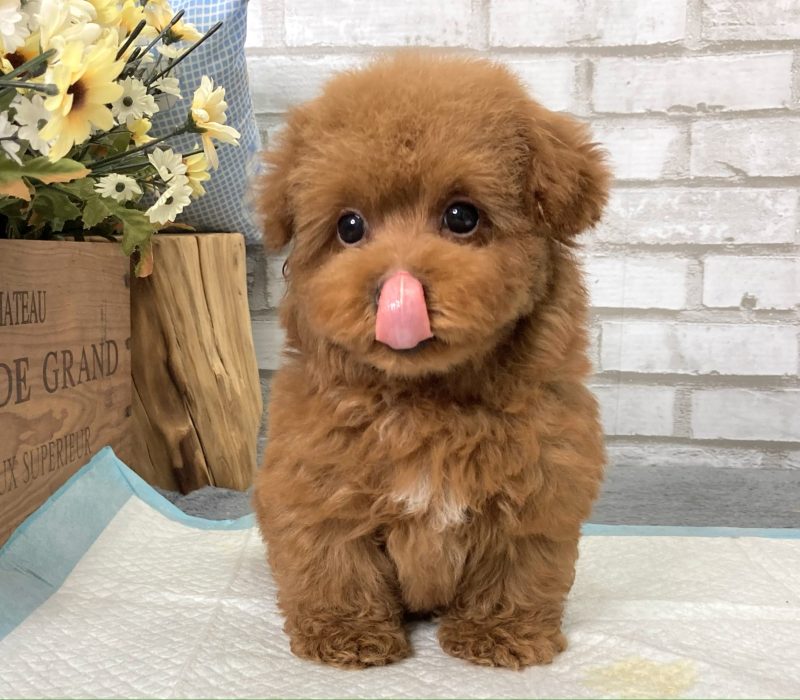 Kimmi Kimmi