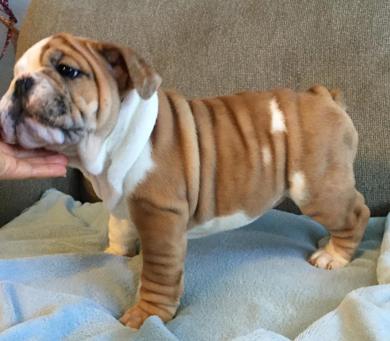 Lola Lola