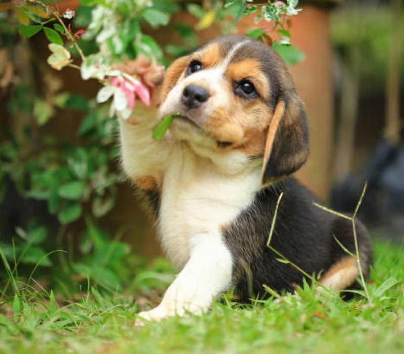 purebred beagle puppy is learning the world in first time purebred beagle puppy is learning the world in first time