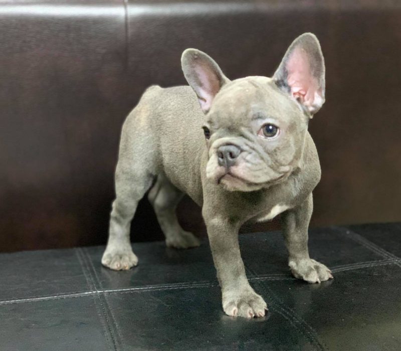 Mystique” female 11 Mystique” female 11