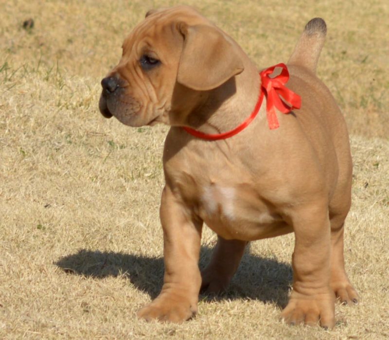 Rocco 1 Rocco 1