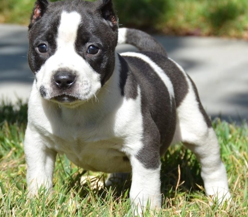 Rocky 1 Rocky 1
