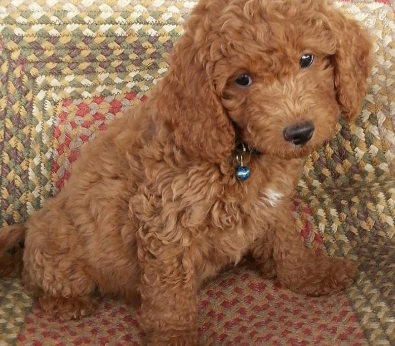 Toby Toby