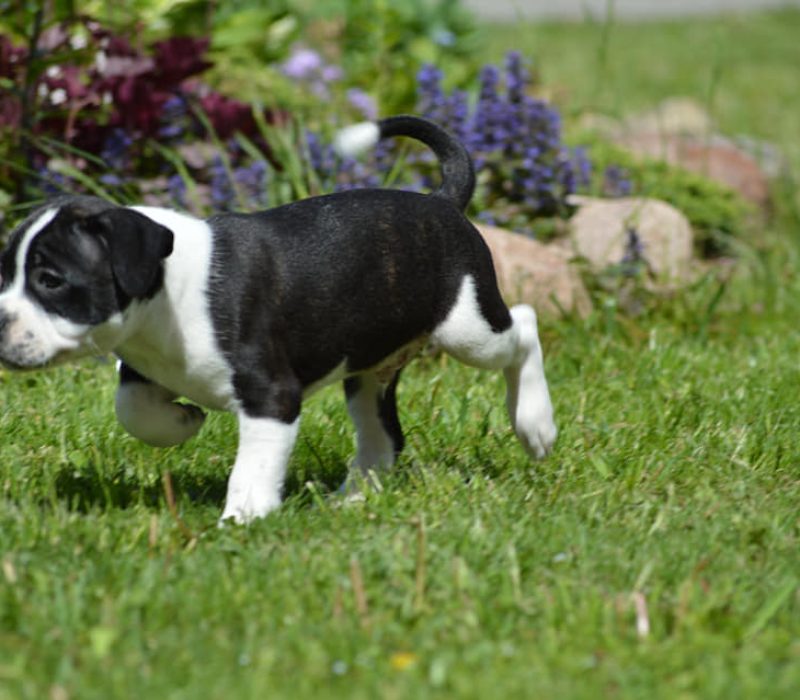 Tyson 9 Tyson 9