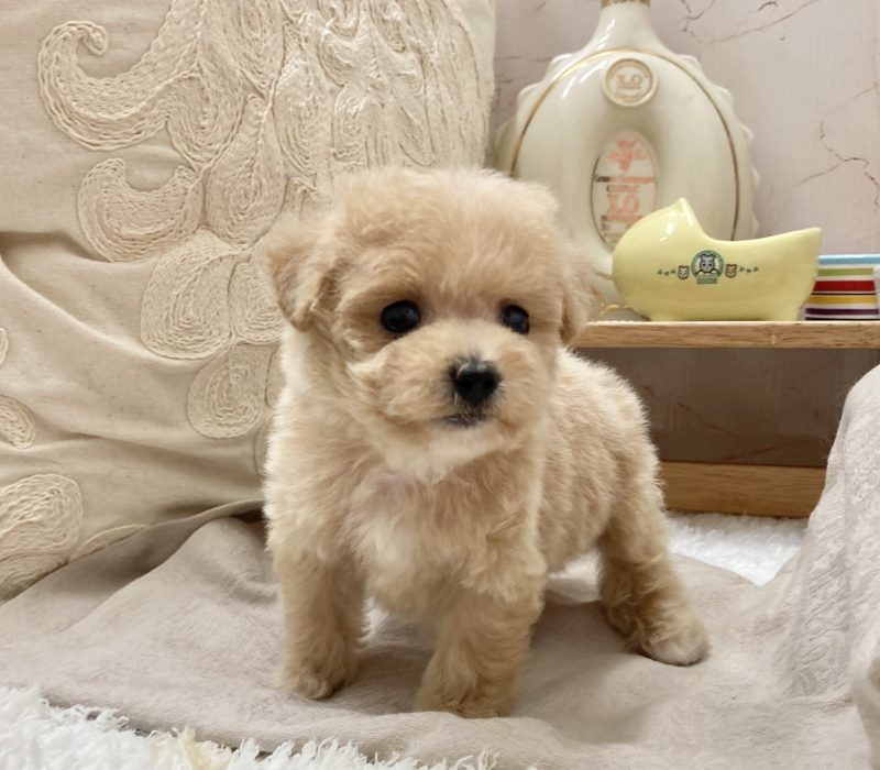 Winnie 5 Winnie 5