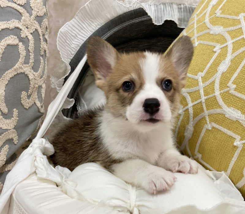 Winston 3 Winston 3